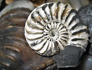 Fossilized Nautilus Shell Wallpaper