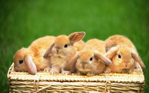 Four Brown Baby Bunnies Wallpaper