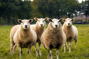 Four Brown Sheep On Field Wallpaper