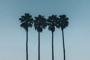 Four Trees Wallpaper