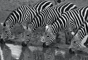 Four Zebras Wallpaper