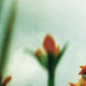 Fragile Flower Wallpaper