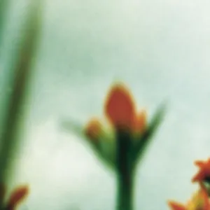 Fragile Flower Wallpaper