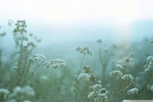 Fragile Flowers Wallpaper