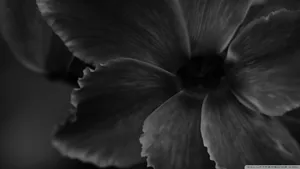 Fragile Monochrome Wallpaper