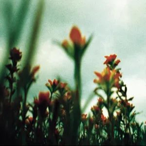 Fragile Orange Flowers Wallpaper