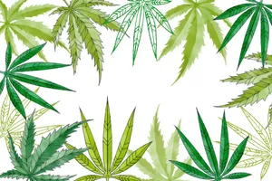 Frame Formed Cannabis Leaf Wallpaper