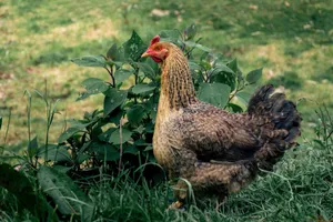 Free Range Henin Garden.jpg Wallpaper