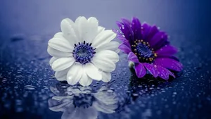 Free To Use White And Purple Daisy Wallpaper