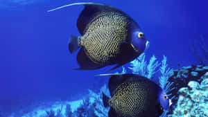 French Angelfish Underwater Scene Wallpaper