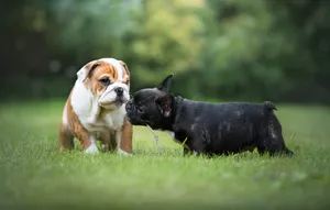 French Bulldog And English Bulldog Playing Wallpaper