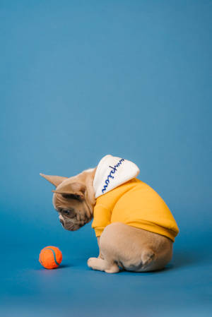 French Bulldog In Yellow Hoodie Wallpaper