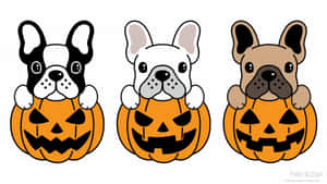 French Bulldogs In Beautiful Halloween Pumpkins Wallpaper