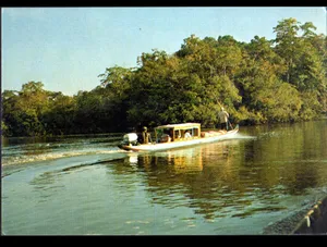 French Guiana River Wallpaper