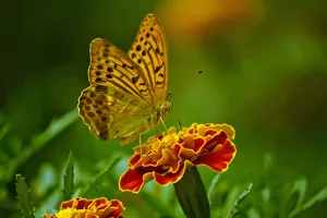 French Marigold With Butterfly Wallpaper