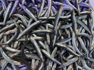 Fresh Anchovies Bulk Wallpaper