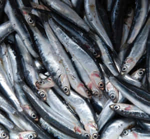 Fresh Anchovies Close Up Wallpaper