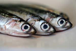 Fresh Anchovies Close Up Wallpaper