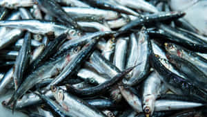 Fresh Anchovies Closeup Wallpaper