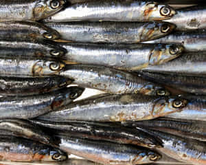 Fresh Anchovies Top View Wallpaper