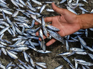 Fresh Anchoviesin Hand Wallpaper