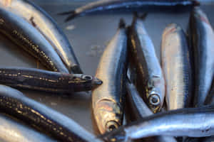 Fresh Anchovieson Display.jpg Wallpaper