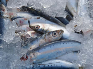 Fresh Anchovieson Ice Wallpaper