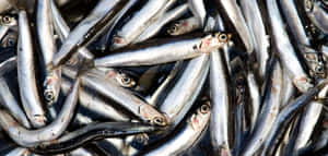Fresh Anchovy Catch.jpg Wallpaper