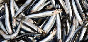 Fresh Anchovy Catch.jpg Wallpaper