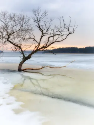 Fresh And Colorful Flowers In A Field Wallpaper