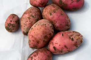 Fresh And Delicious Red Potatoes Wallpaper