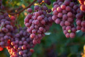 Fresh And Juicy Purple Grapes Wallpaper