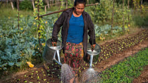 Fresh And Organic Vegetables Growing In The Field Wallpaper