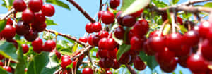 Fresh And Vibrant Red Cherries Wallpaper