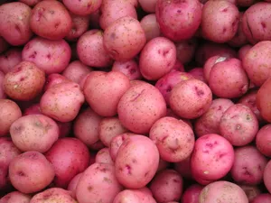 Fresh And Vibrant Red Potatoes Wallpaper