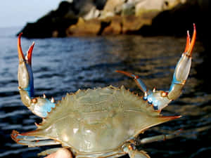 Fresh Blue Crab On Seashore Wallpaper