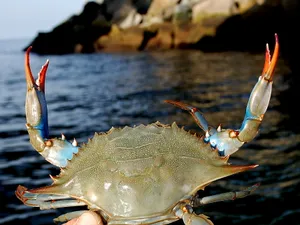 Fresh Blue Crab On Seashore Wallpaper
