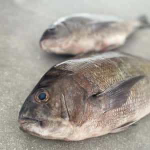 Fresh Bream Fish Closeup.jpg Wallpaper