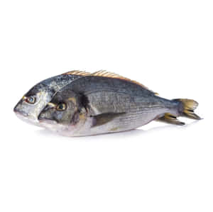 Fresh Bream Fish Isolated White Background Wallpaper