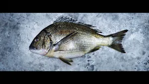 Fresh Bream Fishon Ice Background Wallpaper
