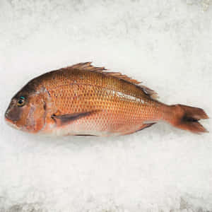 Fresh Breamon Ice Wallpaper