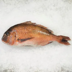 Fresh Breamon Ice Wallpaper