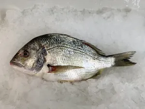 Fresh Breamon Ice.jpg Wallpaper