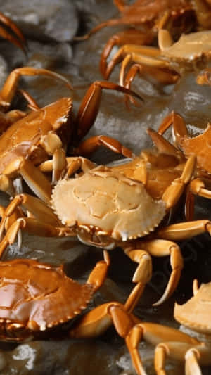 Fresh Brown Crabson Ice Wallpaper