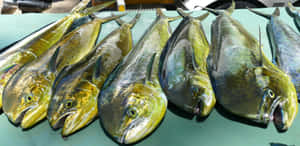 Fresh Catch Dolphinfish Display Wallpaper