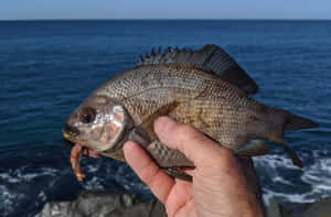 Fresh Catch Sea Bream Ocean Background Wallpaper