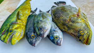 Fresh Catch Tropical Fish Variety Wallpaper