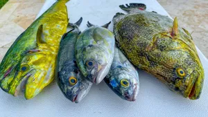 Fresh Catch Tropical Fish Variety Wallpaper