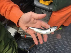 Fresh Caught Anchovyin Hand Wallpaper