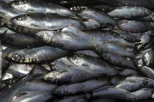 Fresh Caught Pacific Herring Wallpaper
